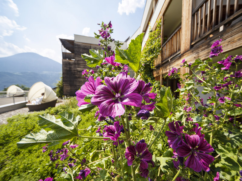 Theiner S Garten Das Biorefugium Im Meraner Land The Frequent