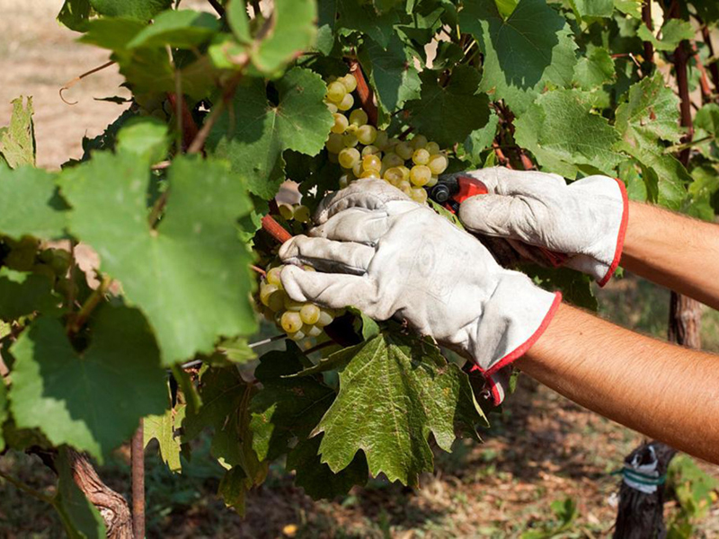 Franciacorta