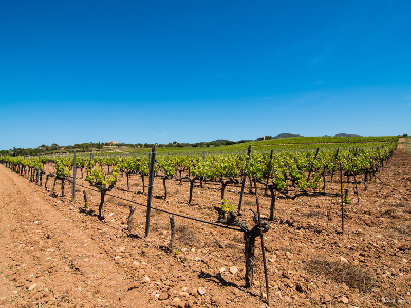Die besten Weingueter auf Mallorca