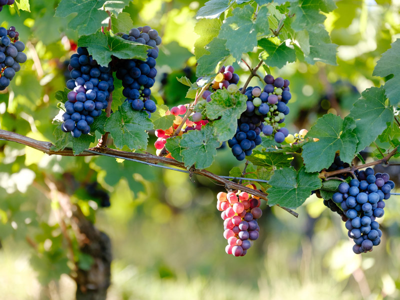 Grapevine Wein aus Texas