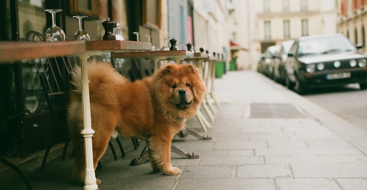 7 Hundefreundliche Restaurants In Berlin The Frequent Traveller 7-hundefreundliche-restaurants-in-berlin-the-frequent-traveller