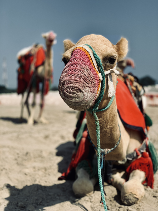 Qatar Reise Sehenswuerdigkeiten