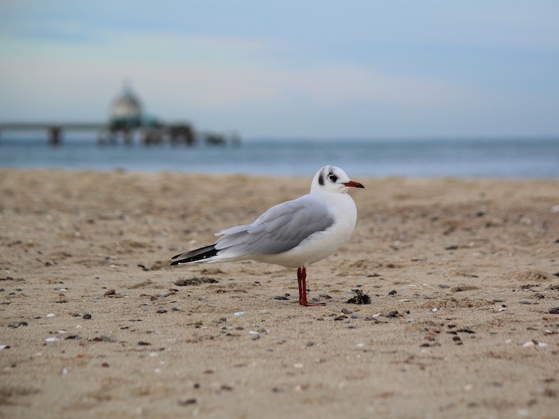 usedom sehenswuerdigkeiten