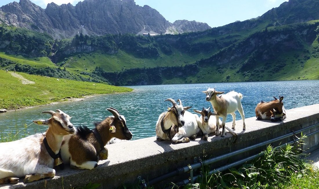 tirol im Sommer