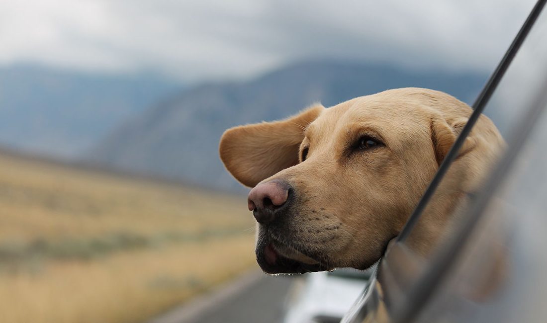 autoreise mit hund