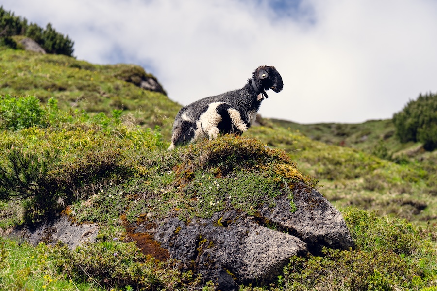 Outdoorregion Imst Nahaufnahme Schäfchen