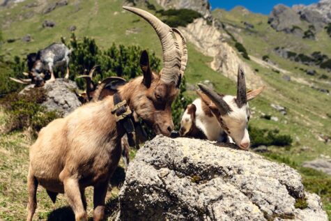Urlaub im Zillertal