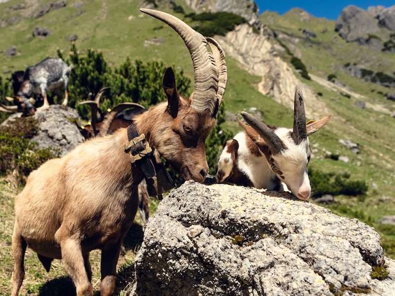 Urlaub im Zillertal